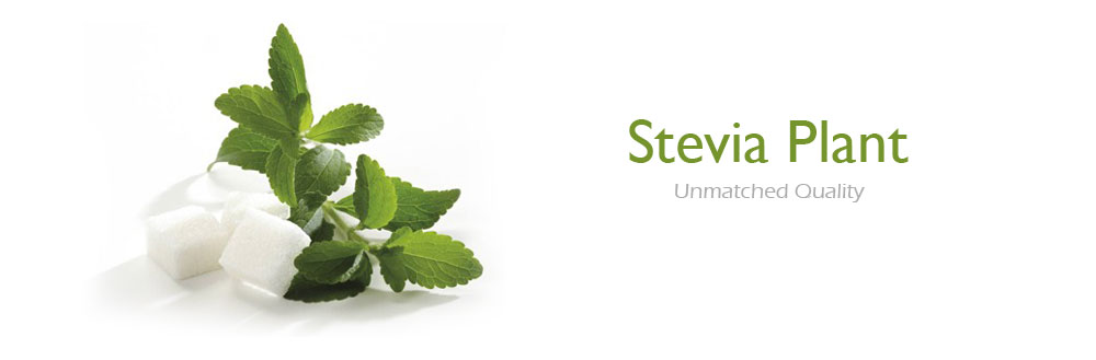 Stevia Plants